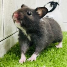 ツヤツヤボディ♪♪　手袋をわすれてるよ(*’ω’*)　カラーハムスター