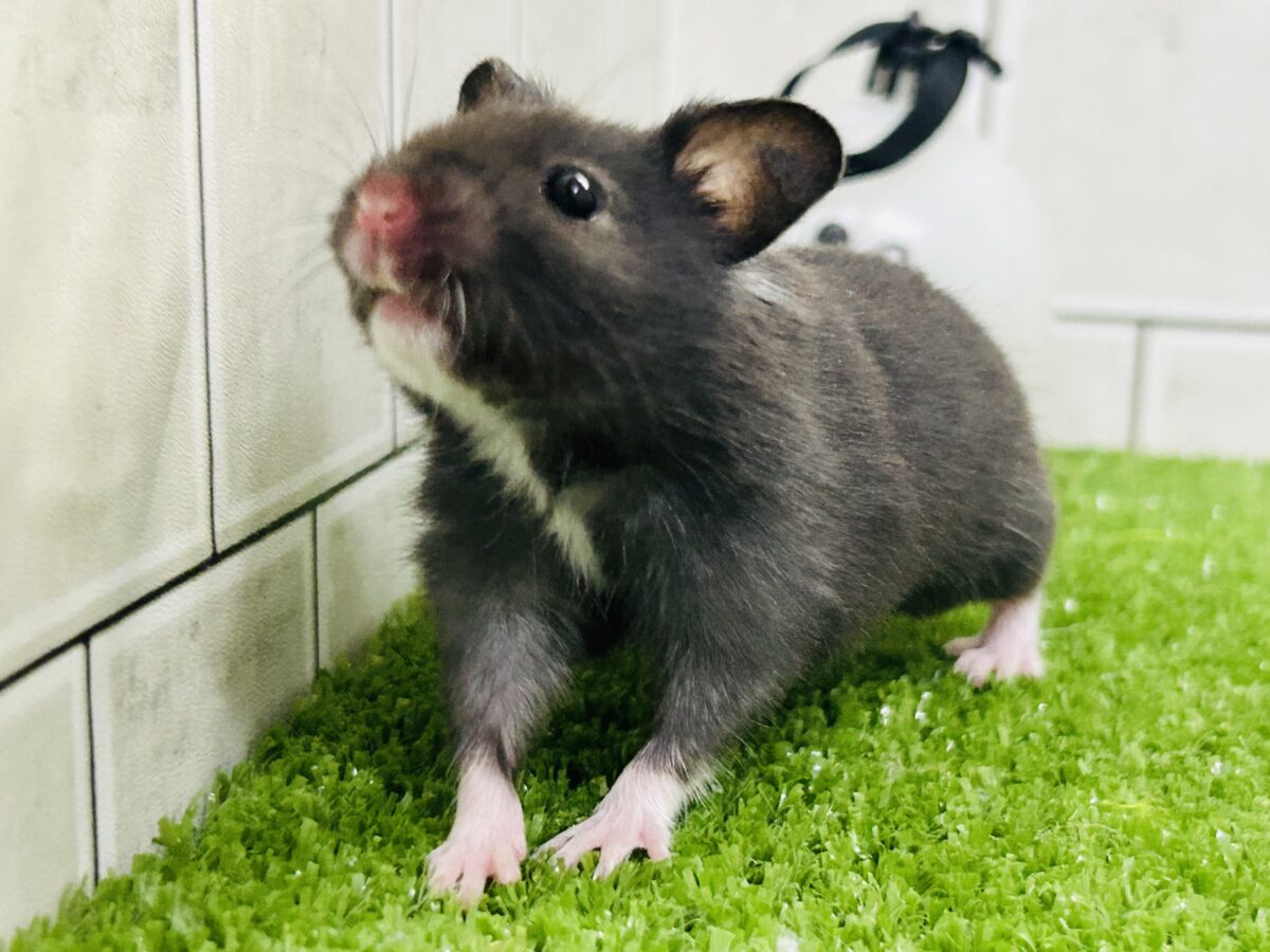 ツヤツヤボディ♪♪　手袋をわすれてるよ(*’ω’*)　カラーハムスター
