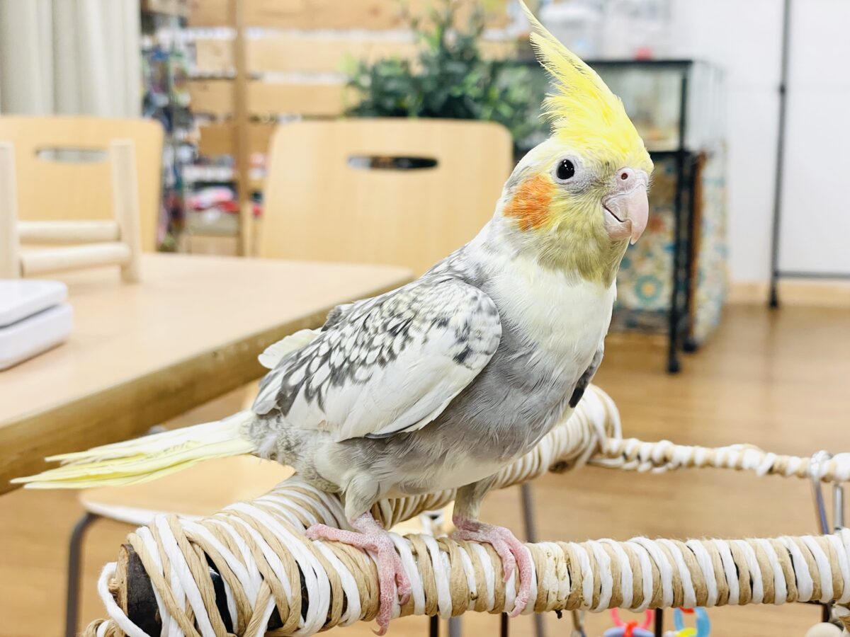 オカメインコ