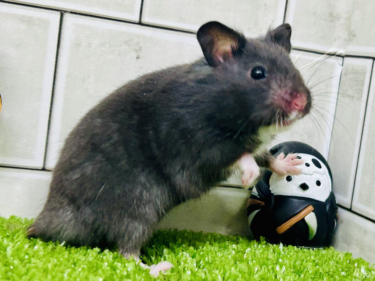 ゴールデンハムスター