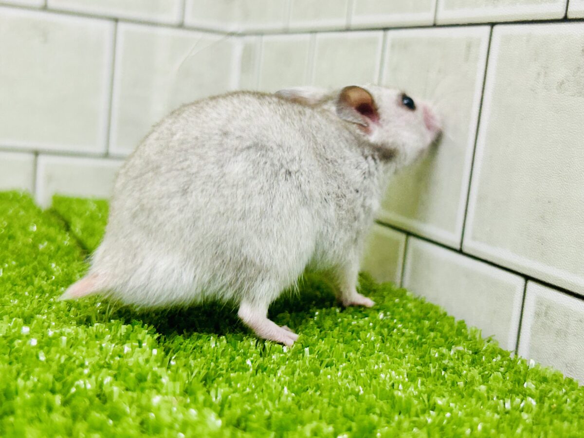 ゴールデンハムスター