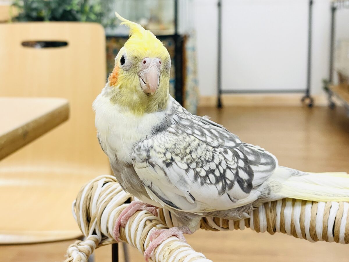 オカメインコ