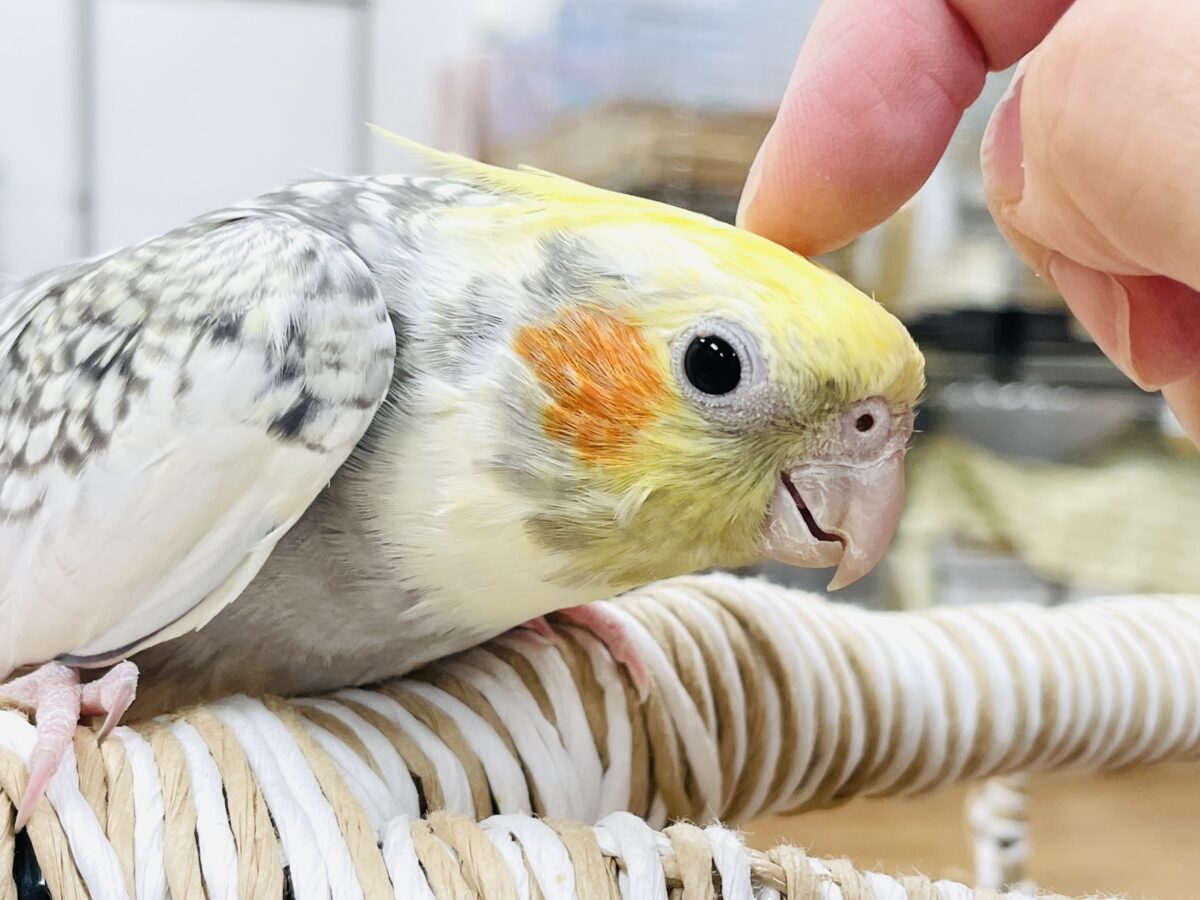 オカメインコ
