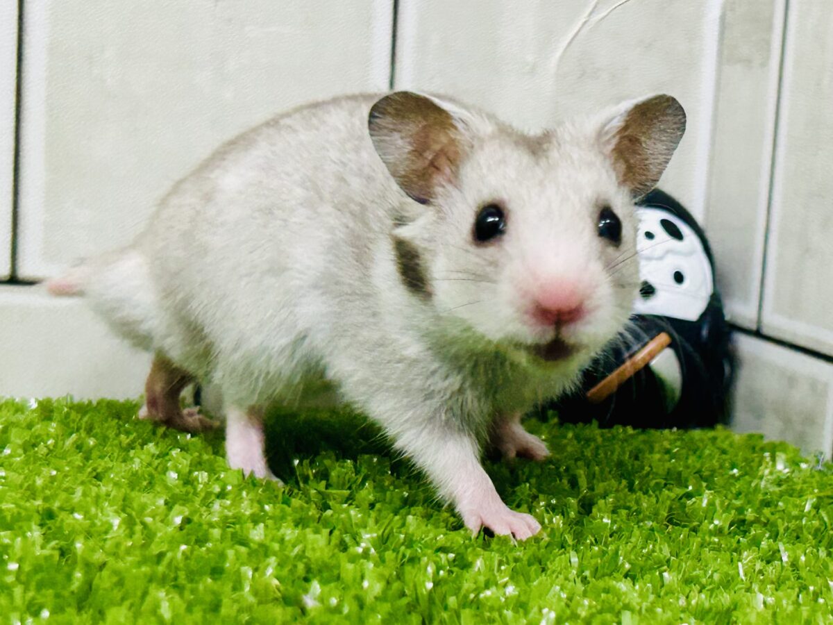 つやっとシルバー✨　セーブル系のカラーですね(^_-)-☆　カラーハムスター