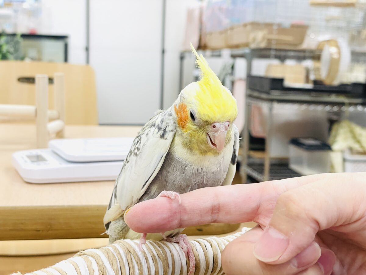 オカメインコ