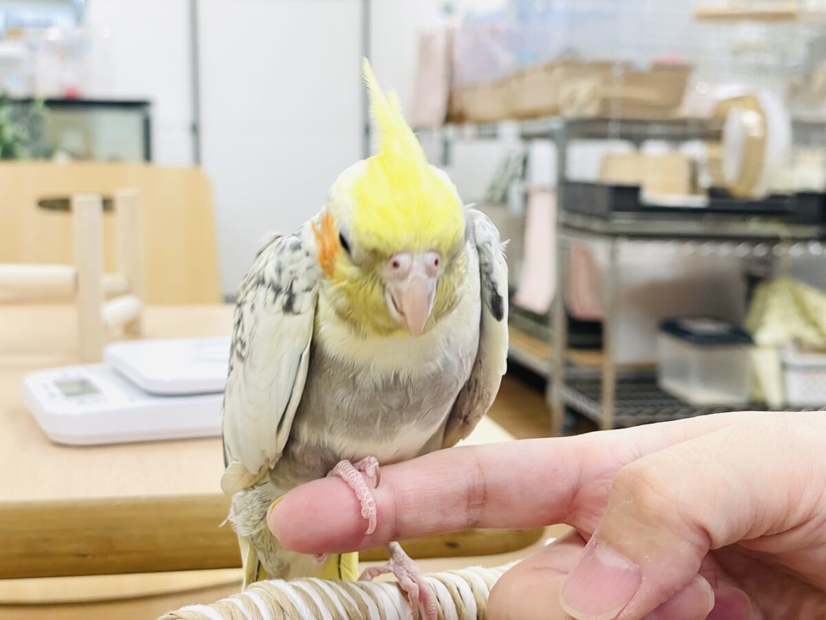 オカメインコ