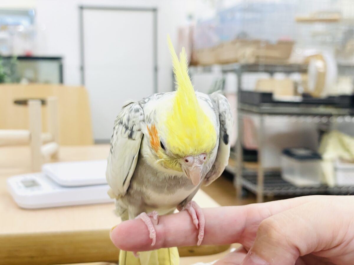 オカメインコ