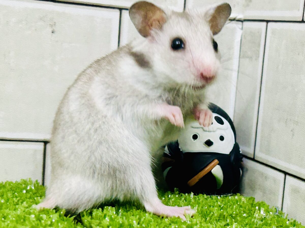 ゴールデンハムスター