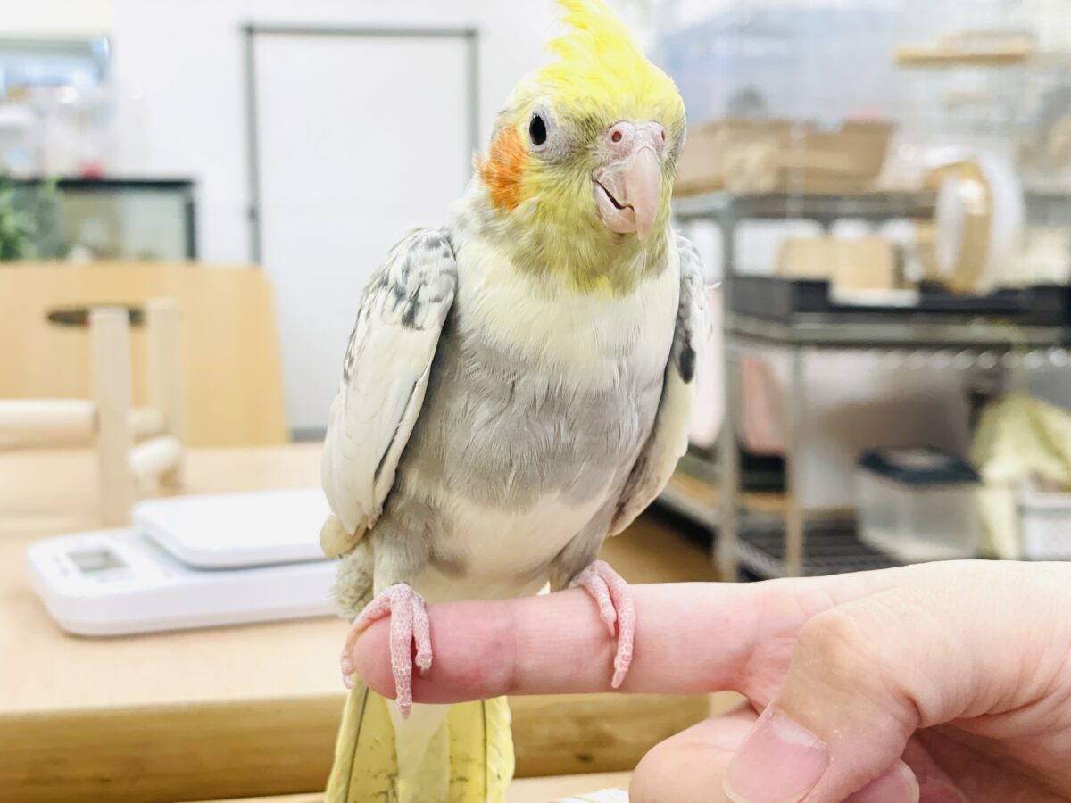 オカメインコ