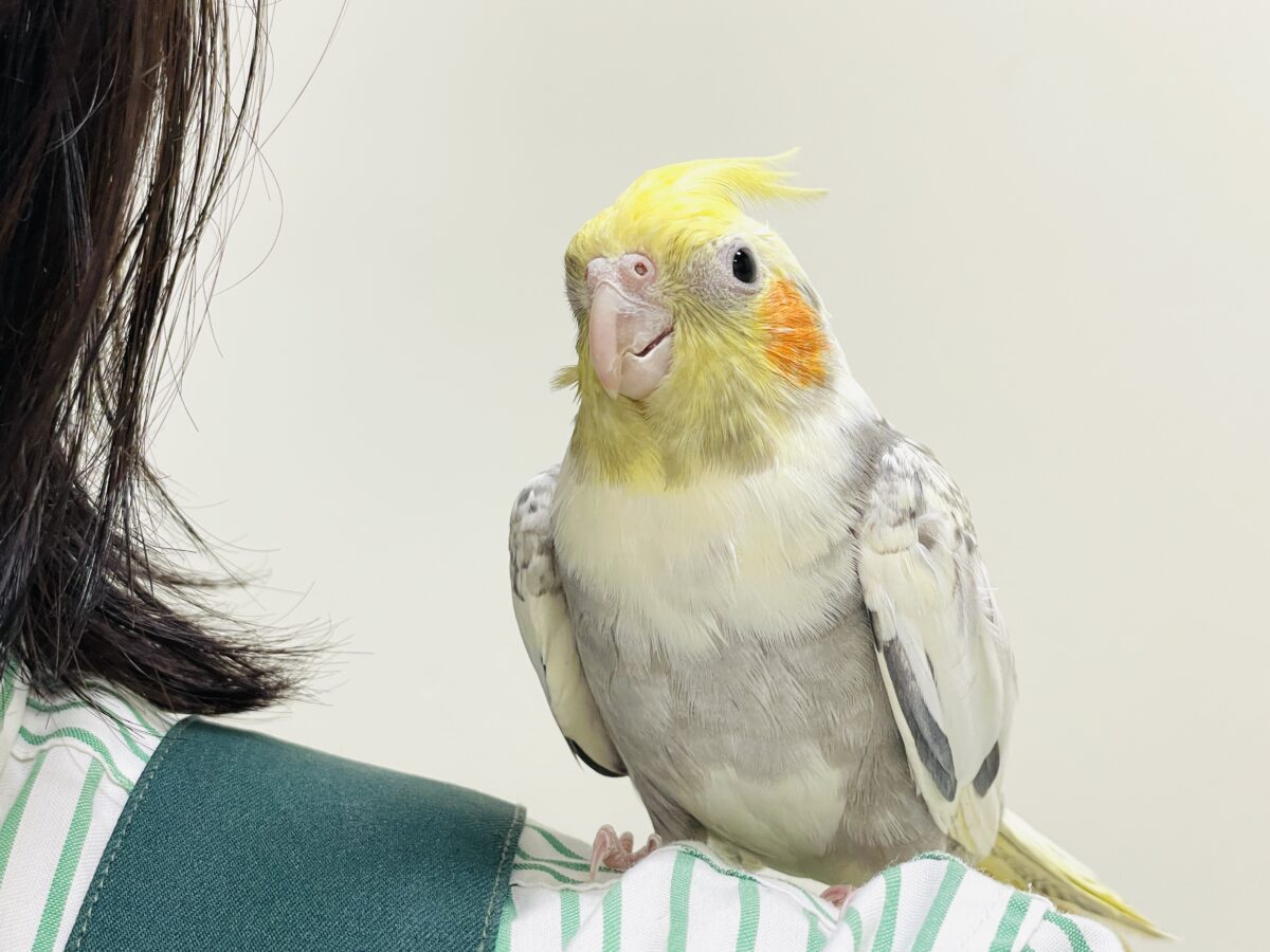 オカメインコ