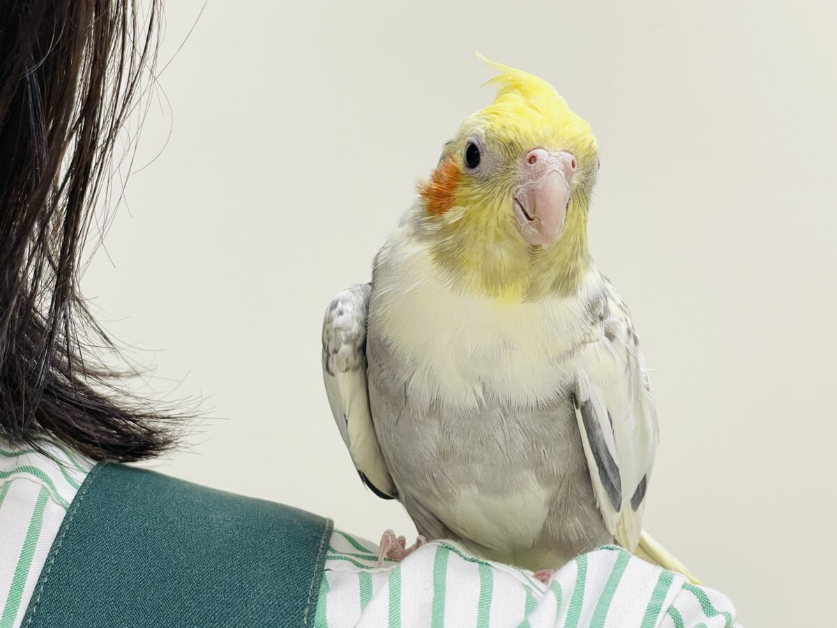 オカメインコ