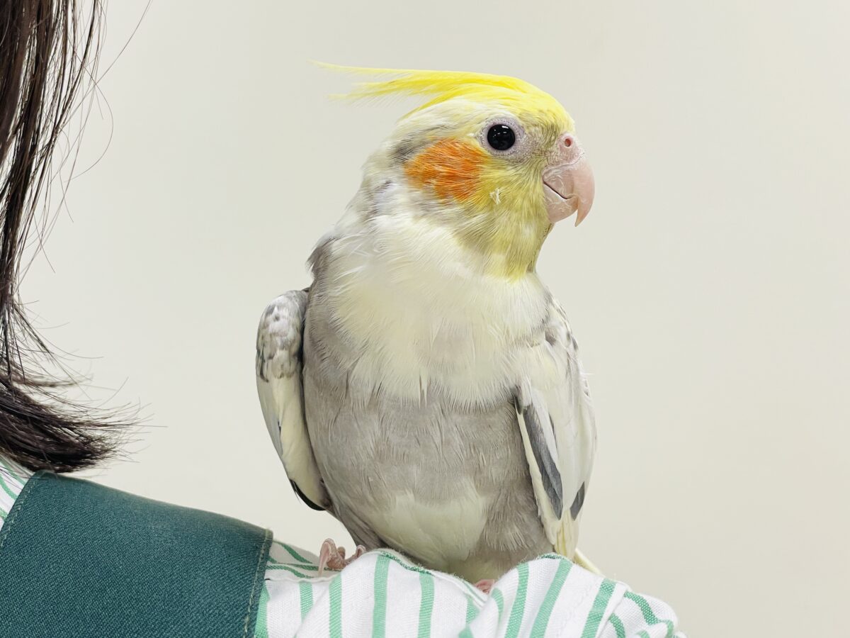 オカメインコ
