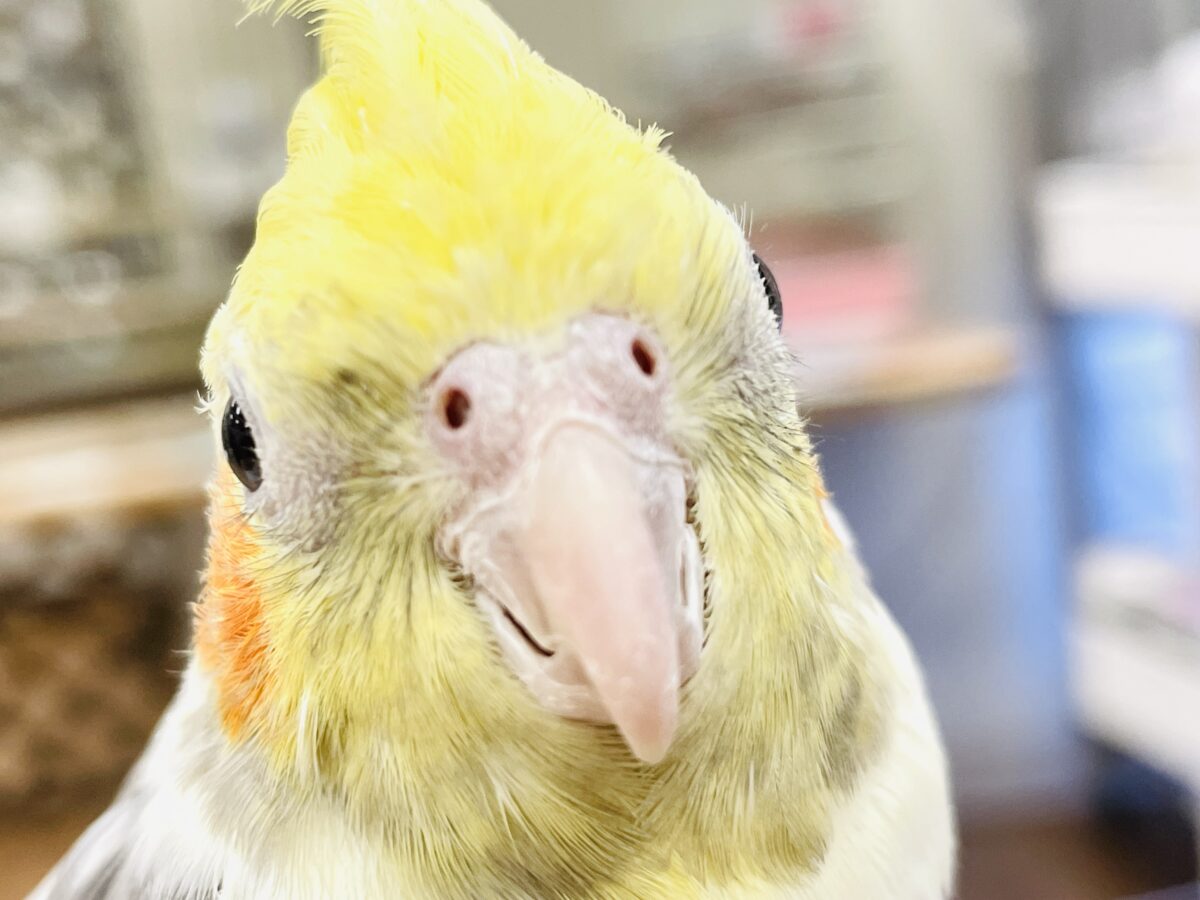 オカメインコ