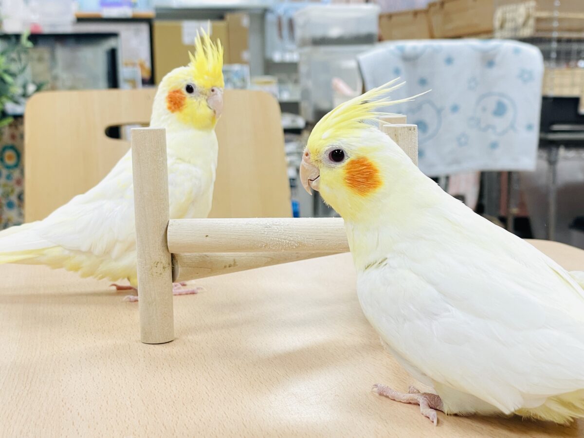 【最新画像】みんな大好き❣️黄色いオカメちゃん💛オカメインコ(ルチノーパール) オカメインコ
