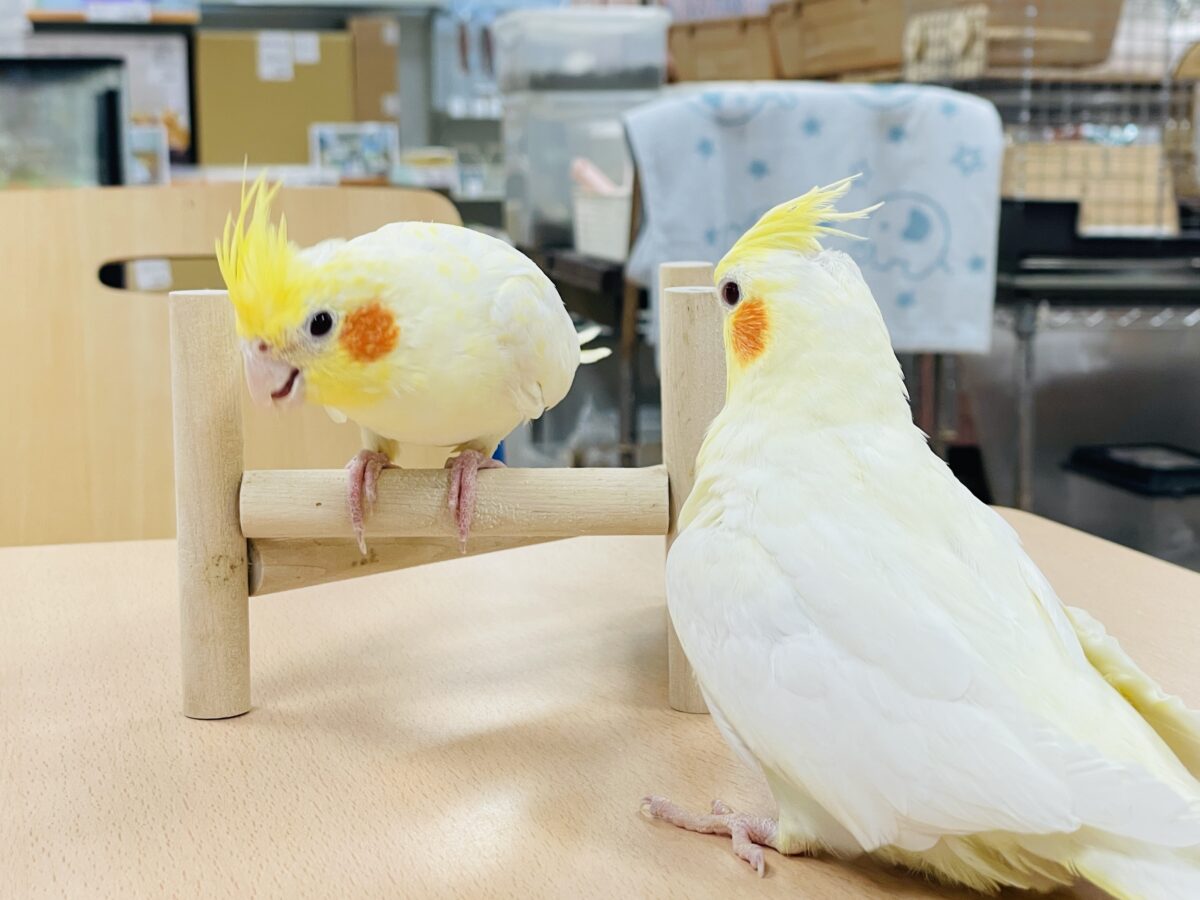 【最新画像】みんな大好き❣️黄色いオカメちゃん💛オカメインコ(ルチノーパール) オカメインコ