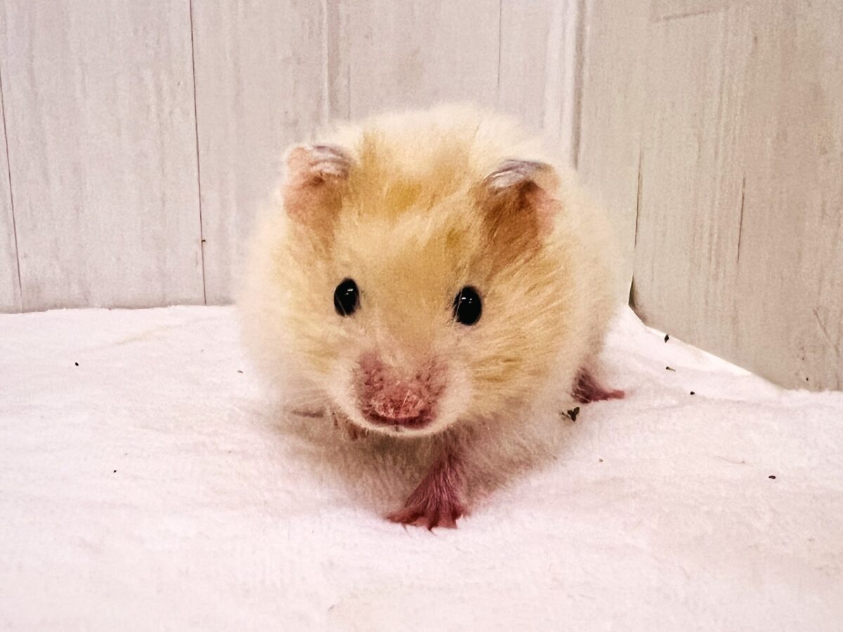 ゴールデンハムスター