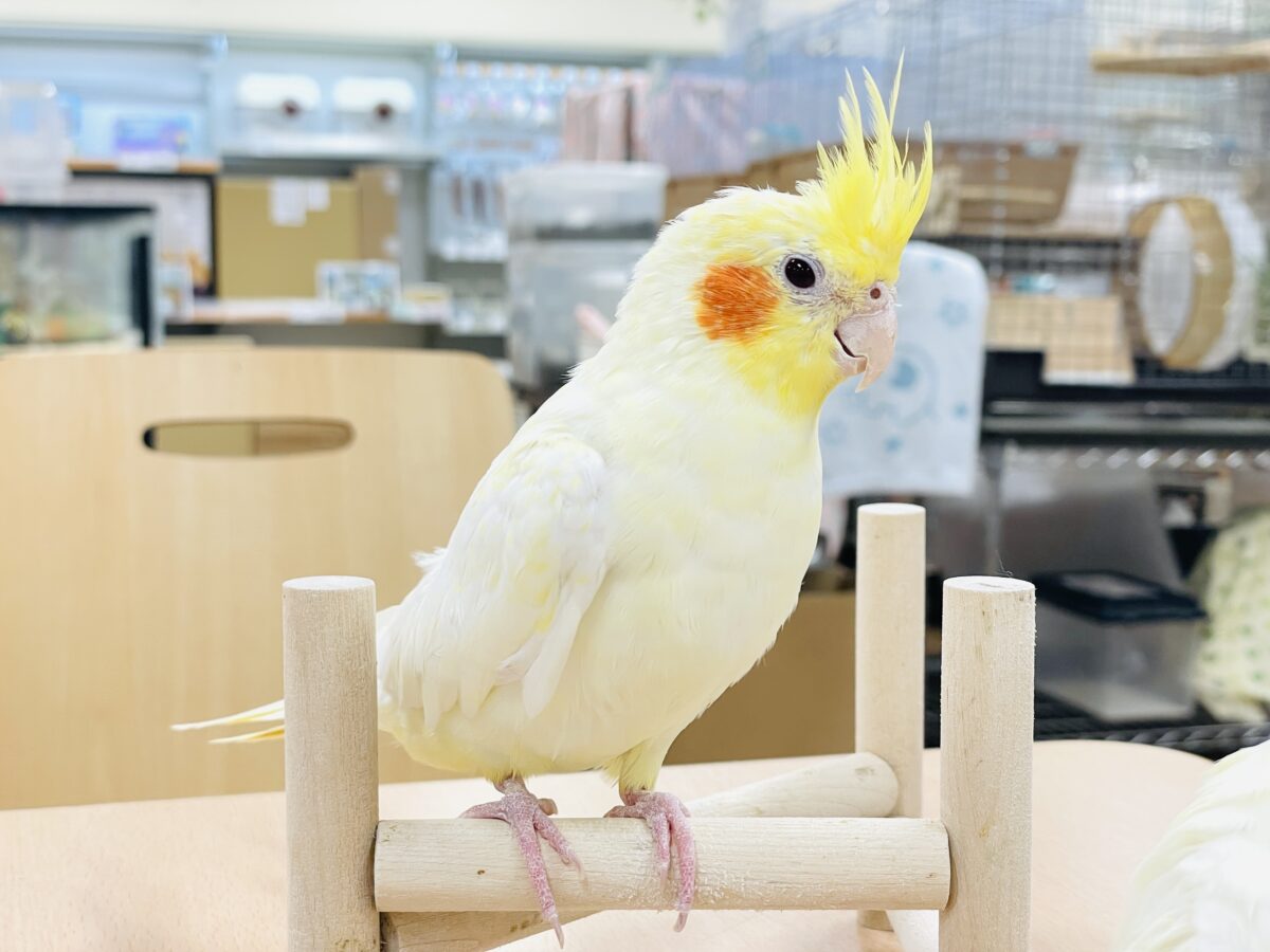 【最新画像】みんな大好き❣️黄色いオカメちゃん💛オカメインコ(ルチノーパール) オカメインコ