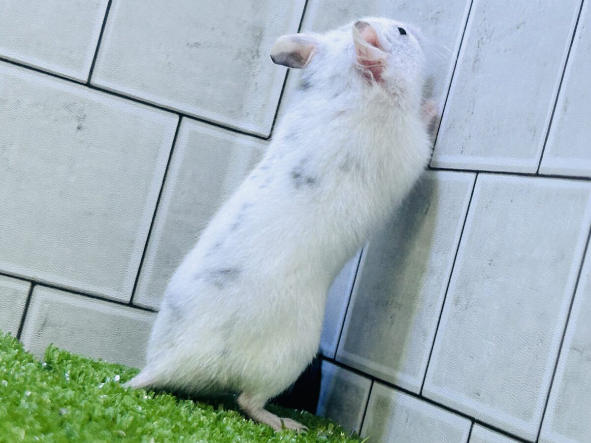 ゴールデンハムスター