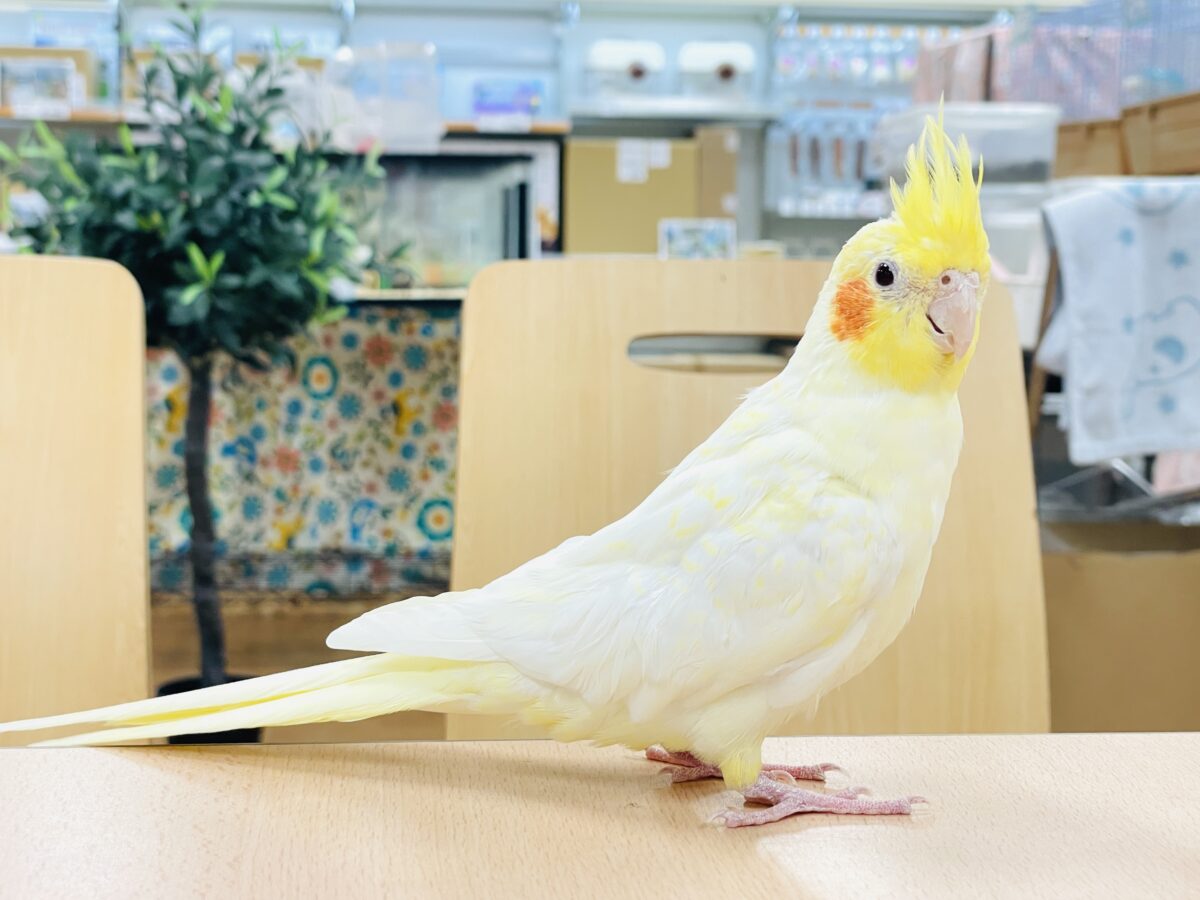 【最新画像】みんな大好き❣️黄色いオカメちゃん💛オカメインコ(ルチノーパール) オカメインコ