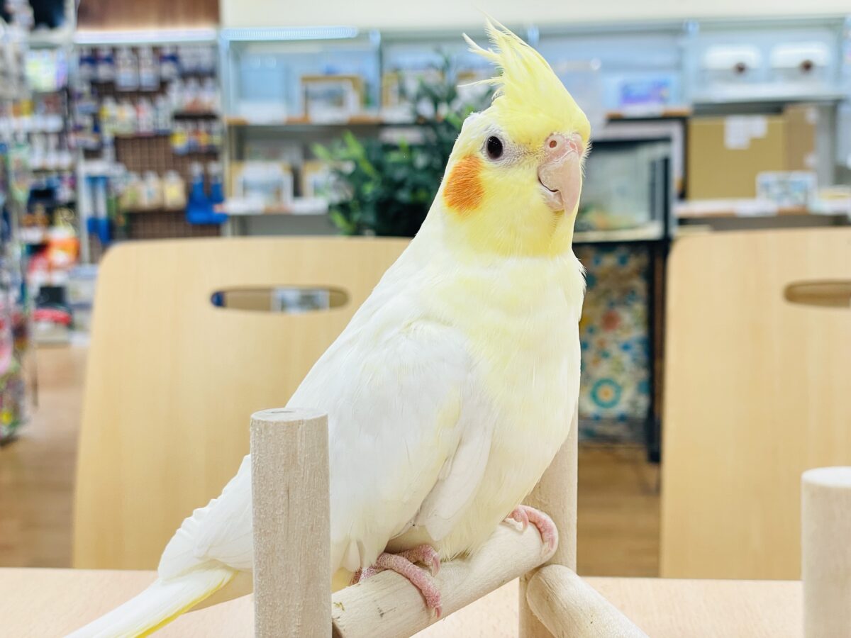 【最新画像】みんな大好き❣️黄色いオカメちゃん💛オカメインコ(ルチノーパール) オカメインコ