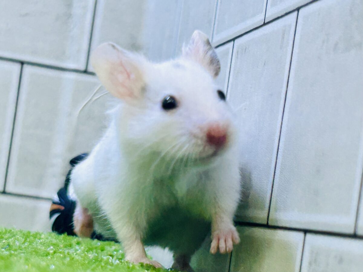 もちもち大福になるぞ～！！　カラーハムスター（ダルメシアン）