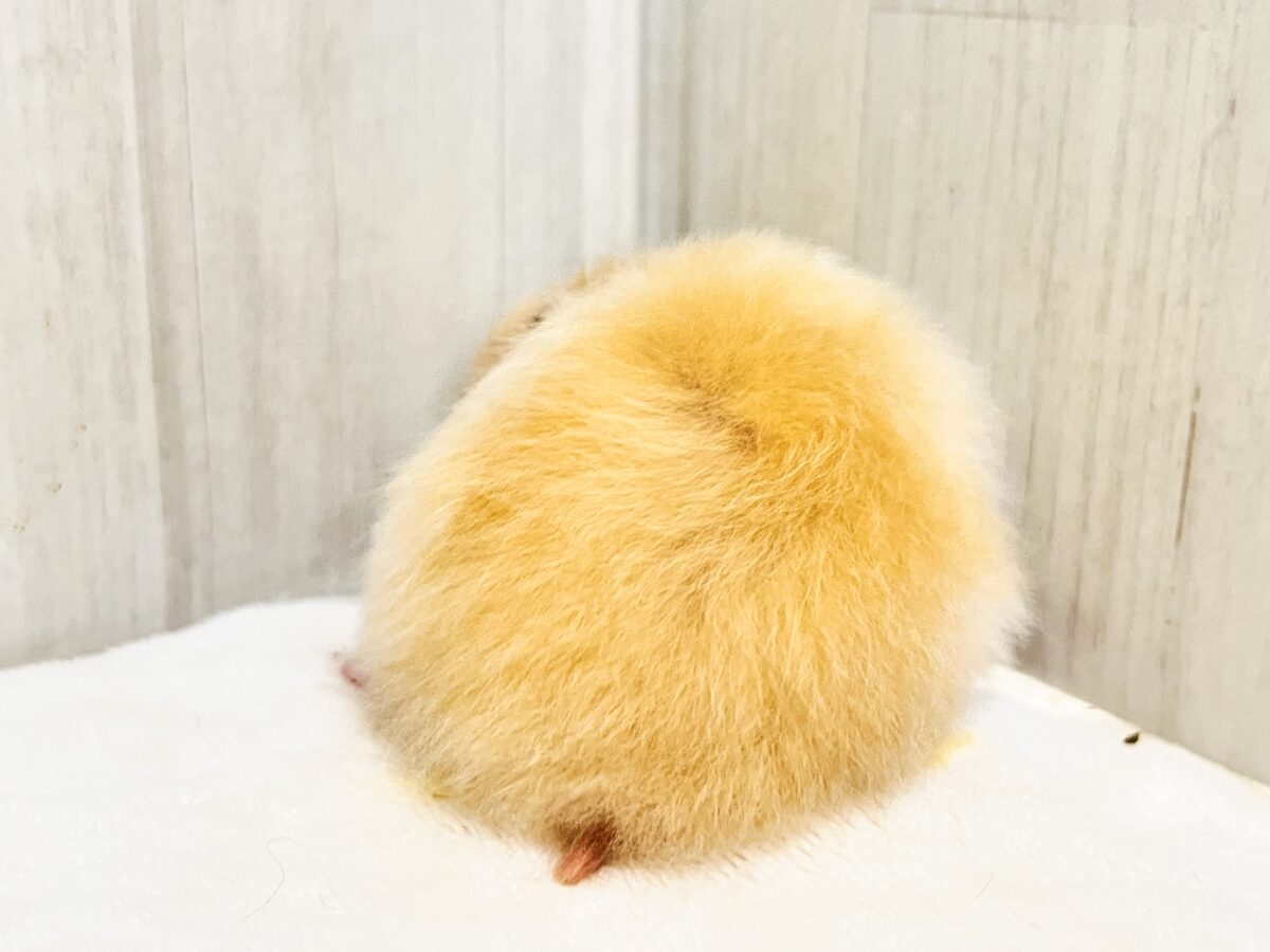 ゴールデンハムスター