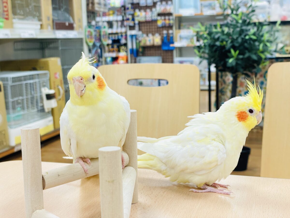 【最新画像】みんな大好き❣️黄色いオカメちゃん💛オカメインコ(ルチノーパール) オカメインコ
