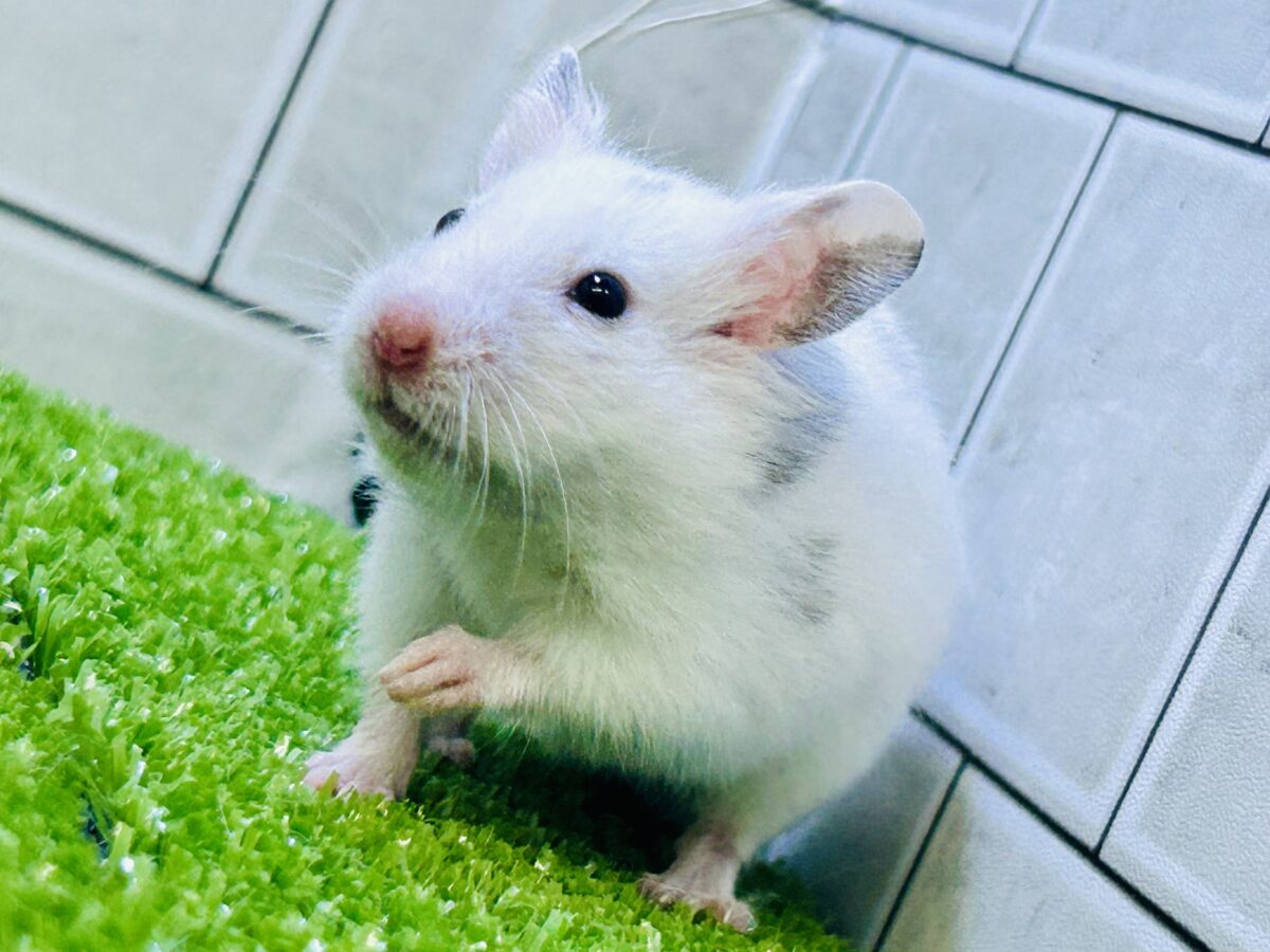 ゴールデンハムスター