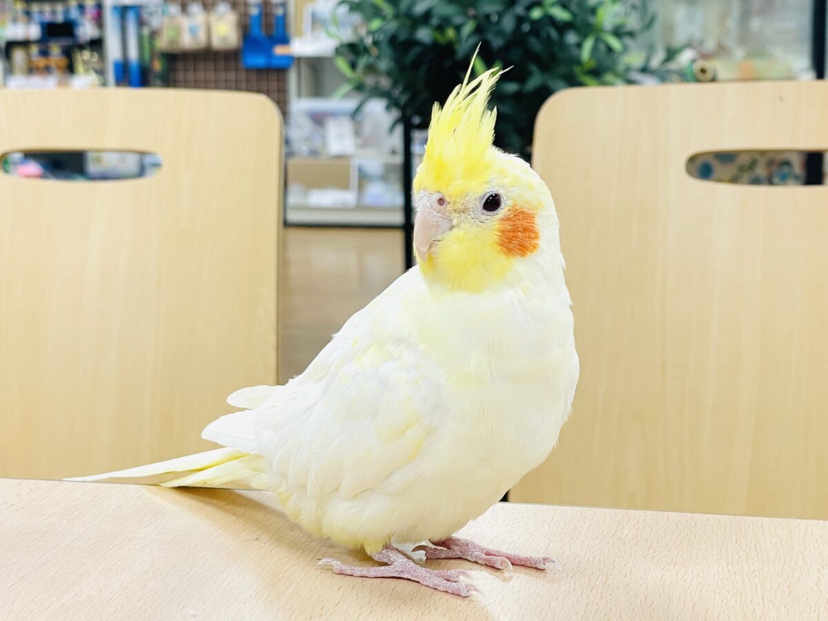【最新画像】みんな大好き❣️黄色いオカメちゃん💛オカメインコ(ルチノーパール) オカメインコ