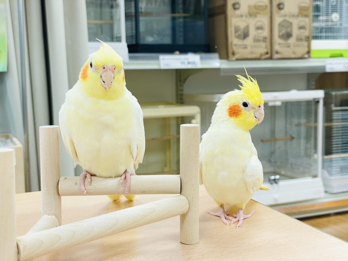 【最新画像】みんな大好き❣️黄色いオカメちゃん💛オカメインコ(ルチノーパール) オカメインコ