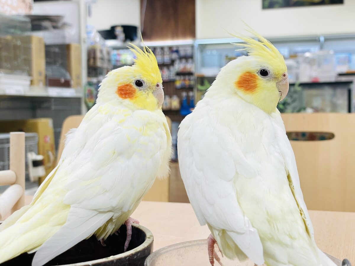 【最新画像】みんな大好き❣️黄色いオカメちゃん💛オカメインコ(ルチノーパール) オカメインコ