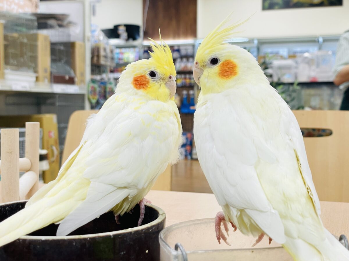 【最新画像】みんな大好き❣️黄色いオカメちゃん💛オカメインコ(ルチノーパール) オカメインコ