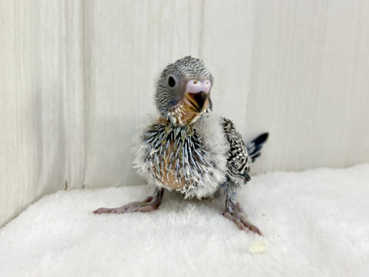 セキセイインコ