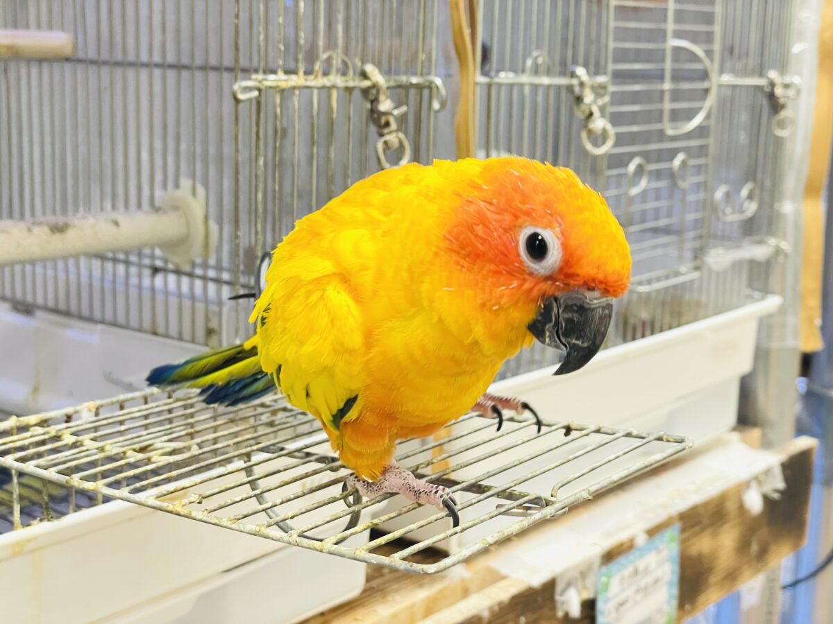 【最新画像】いつでもうっ鳥❣️激甘プリティ〜バード参上🔥❤️🔥コガネメキシコインコ コガネメキシコインコ
