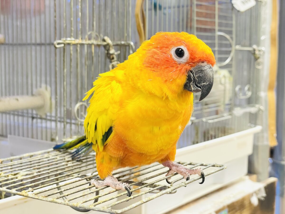 【最新画像】いつでもうっ鳥❣️激甘プリティ〜バード参上🔥❤️🔥コガネメキシコインコ コガネメキシコインコ