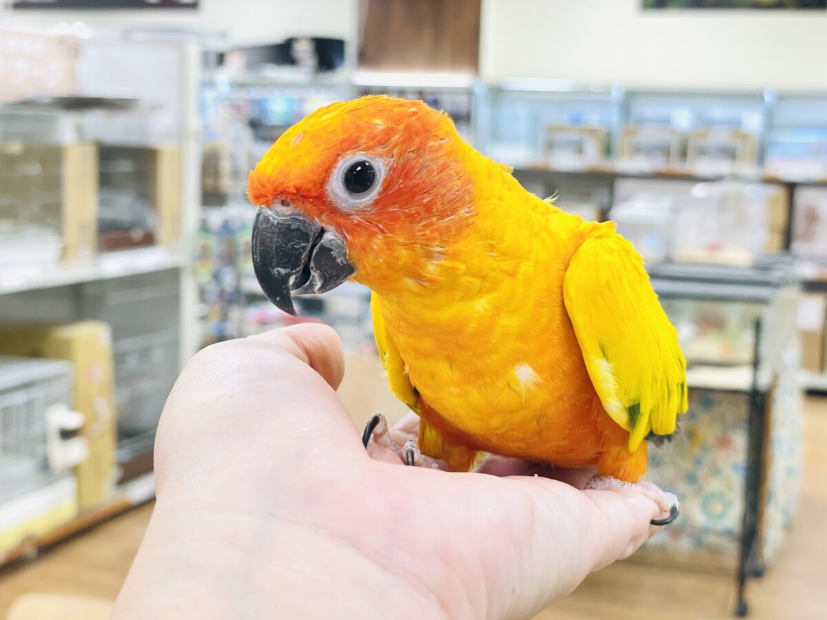 【最新画像】いつでもうっ鳥❣️激甘プリティ〜バード参上🔥❤️🔥コガネメキシコインコ コガネメキシコインコ