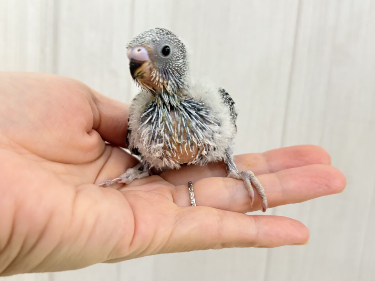 どどどど！どノーマル❣️ブルー&ブラックでカッコよくなるぞ‼︎セキセイインコのノーマル入舎しました🌟