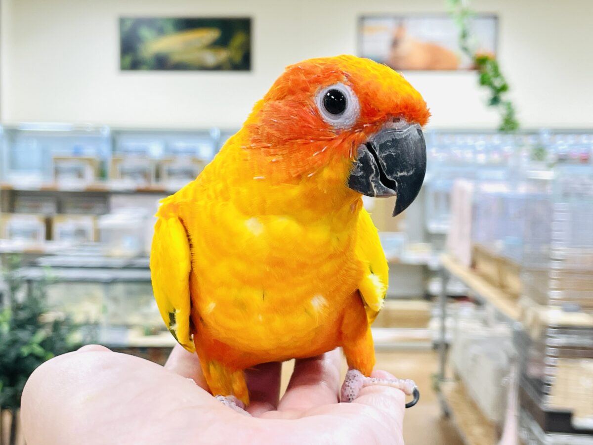【最新画像】いつでもうっ鳥❣️激甘プリティ〜バード参上🔥❤️🔥コガネメキシコインコ コガネメキシコインコ
