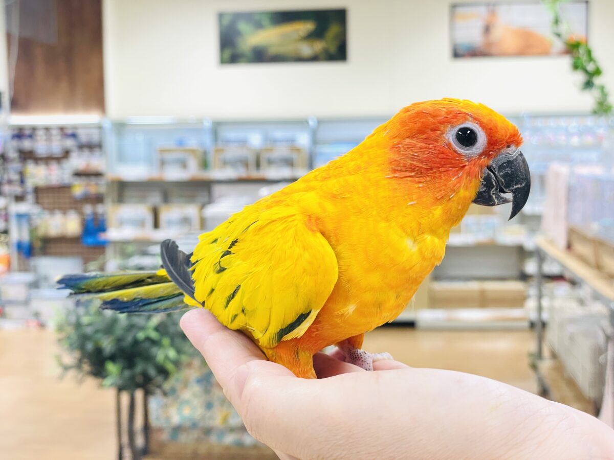 【最新画像】いつでもうっ鳥❣️激甘プリティ〜バード参上🔥❤️🔥コガネメキシコインコ コガネメキシコインコ