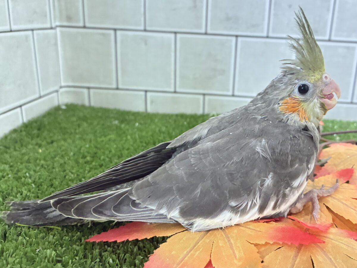 オカメインコ
