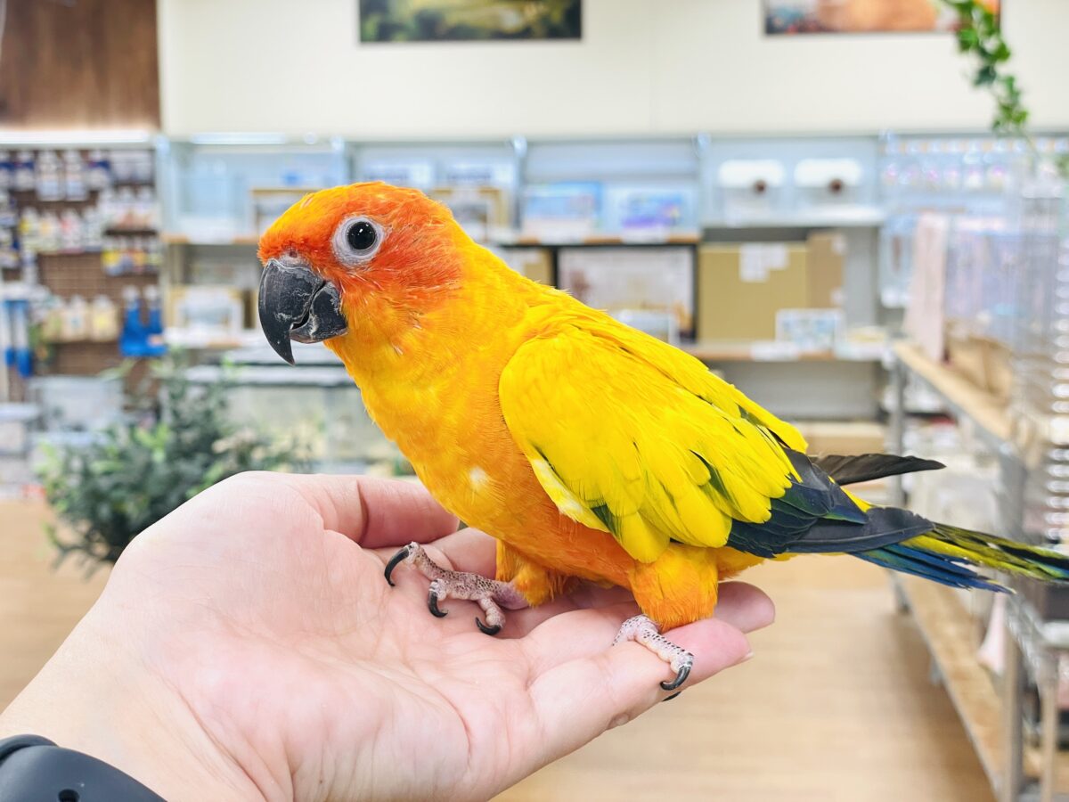 【最新画像】いつでもうっ鳥❣️激甘プリティ〜バード参上🔥❤️🔥コガネメキシコインコ コガネメキシコインコ