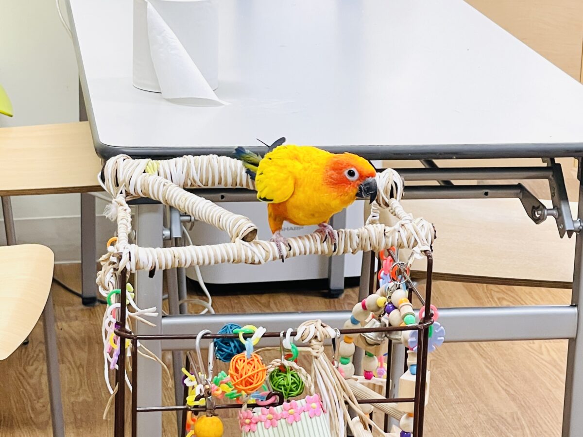【最新画像】いつでもうっ鳥❣️激甘プリティ〜バード参上🔥❤️🔥コガネメキシコインコ コガネメキシコインコ