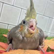 じゅぁ〜⟡.꙳柑橘𝒔𝒎𝒐𝒌𝒚🍋🍊💭オカメインコ(ノーマル/2026年9月生まれ)