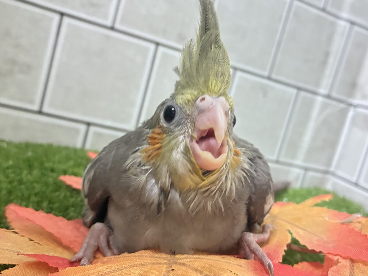 じゅぁ〜⟡.꙳柑橘𝒔𝒎𝒐𝒌𝒚🍋🍊💭オカメインコ(ノーマル/2026年9月生まれ)