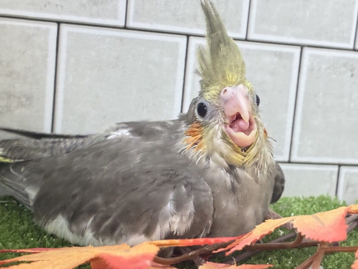 オカメインコ