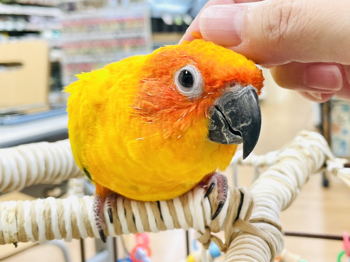 【最新画像】いつでもうっ鳥❣️激甘プリティ〜バード参上🔥❤️🔥コガネメキシコインコ コガネメキシコインコ