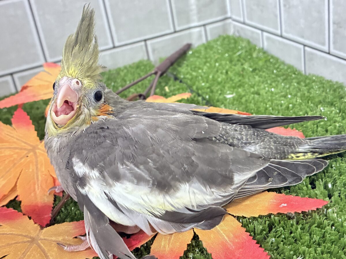 オカメインコ