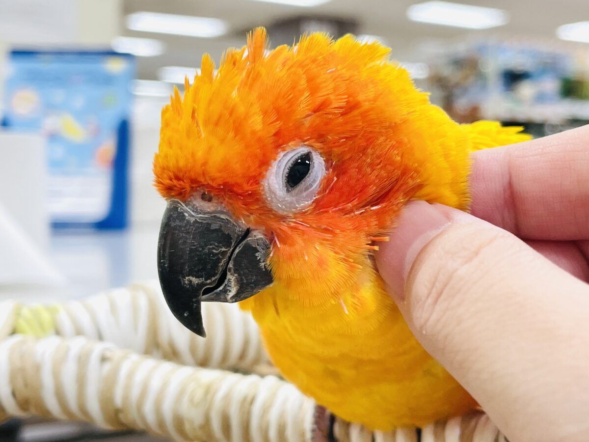 【最新画像】いつでもうっ鳥❣️激甘プリティ〜バード参上🔥❤️🔥コガネメキシコインコ コガネメキシコインコ
