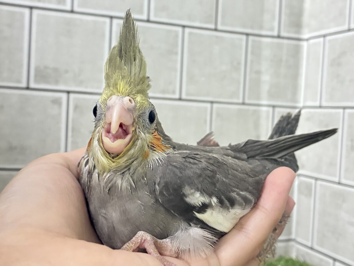 オカメインコ