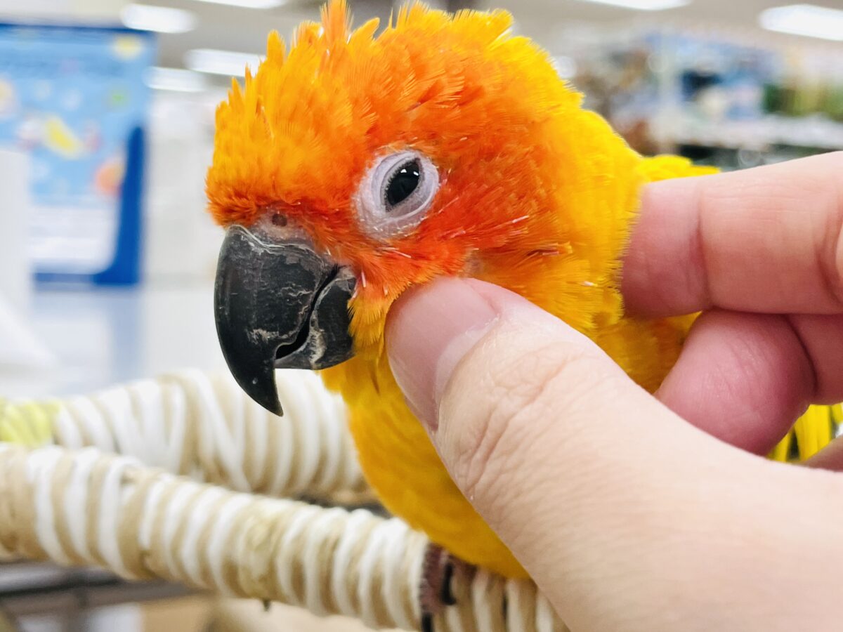 【最新画像】いつでもうっ鳥❣️激甘プリティ〜バード参上🔥❤️🔥コガネメキシコインコ コガネメキシコインコ